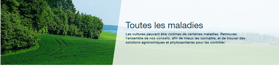Bayer Agri - les maladies des cultures potagères