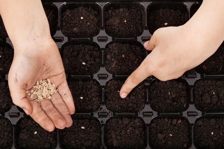 Sowing tomato seeds in germination tray domates tohumu