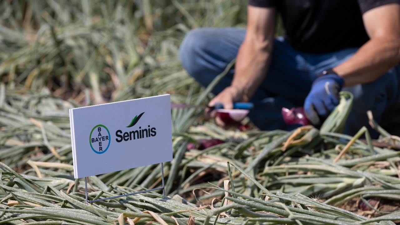 Seminis Soğan Tohumları