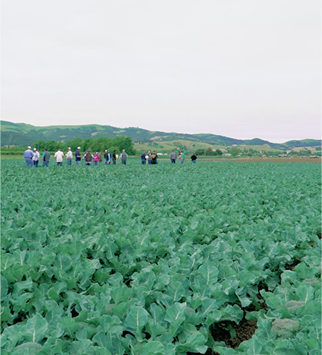 seed density