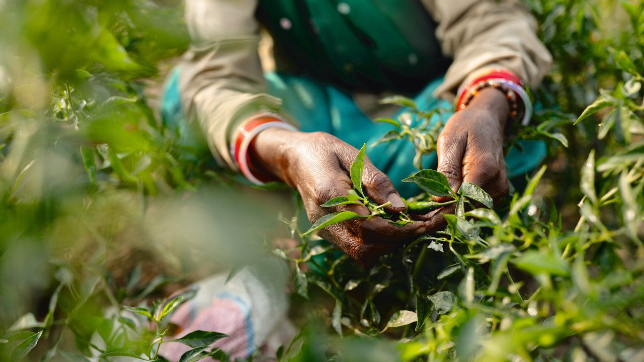innovative vegetable seed company